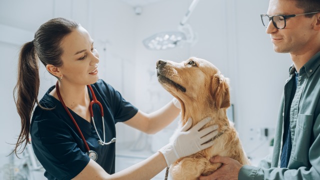 A Day in the Life of... A Veterinary Surgeon: Primary Care Tips, Tricks, and Updates